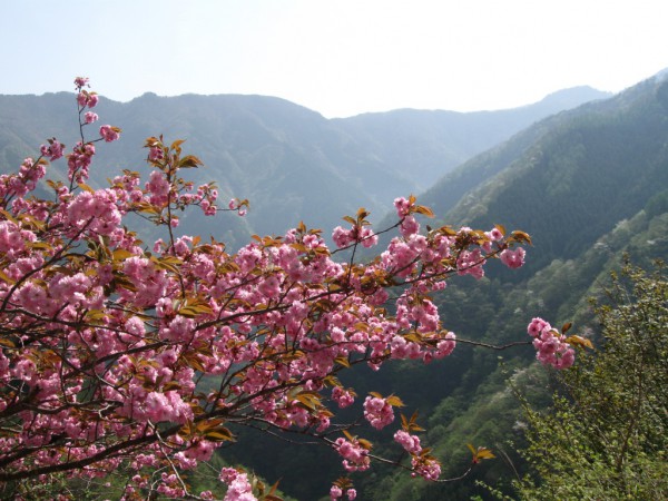 春の風景　秩父