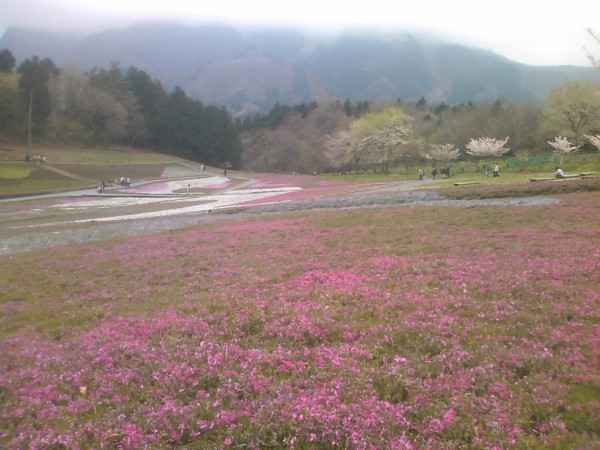 芝桜