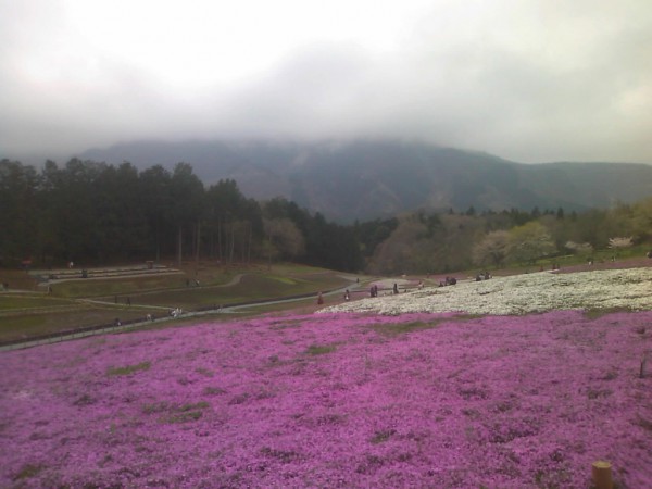 芝桜