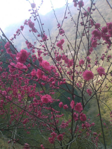 天然水が創られる山々に自生する花