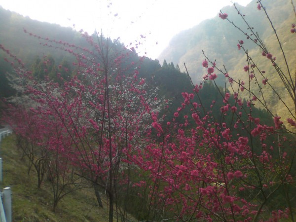 天然水が創られる山々に自生する花