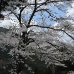 天然水が創られる山々の春