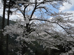 天然水が創られる山々の春