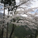 天然水が創られる山々の春