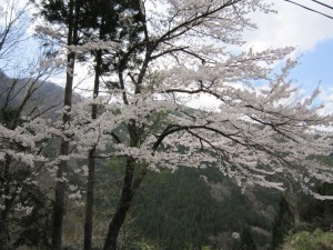 天然水が創られる山々の春