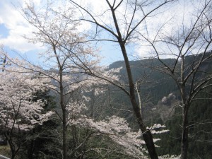 天然水が創られる山々の春