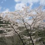 天然水が創られる山々の春