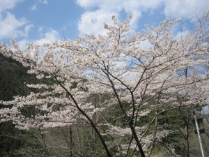 天然水が創られる山々の春