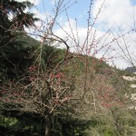 天然水が創られる山々の春