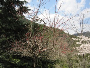 天然水が創られる山々の春