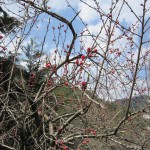 天然水が創られる山々の春