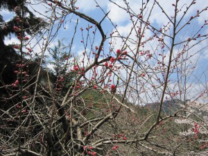 天然水が創られる山々の春