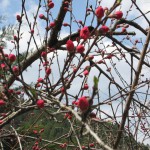 天然水が創られる山々の春