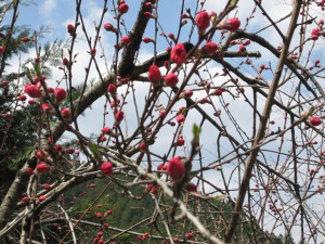 天然水が創られる山々の春