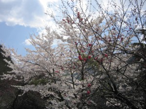 天然水が創られる山々の春