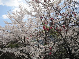 天然水が創られる山々の春