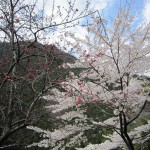 天然水が創られる山々の春