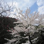 天然水が創られる山々の春