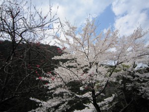 天然水が創られる山々の春