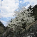 天然水が創られる山々の春