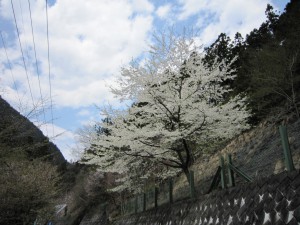 天然水が創られる山々の春