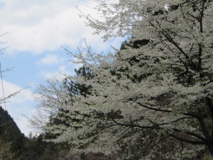 天然水が創られる山々の春