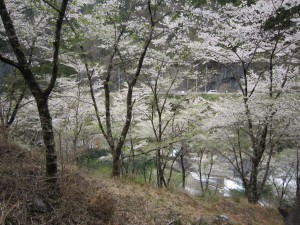 天然水が創られる山々の春