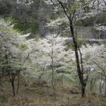 天然水が創られる山々の春