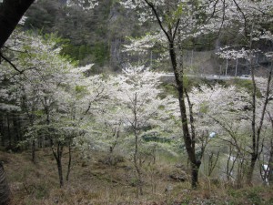 天然水が創られる山々の春