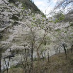 天然水が創られる山々の春