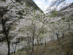 天然水が創られる山々の春