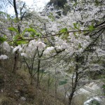 天然水が創られる山々の春