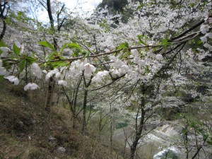 天然水が創られる山々の春