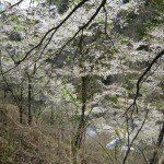 天然水が創られる山々の春