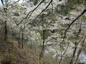 天然水が創られる山々の春