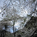 天然水が創られる山々の春