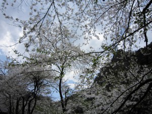 天然水が創られる山々の春