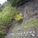 天然水が創られる山々の春