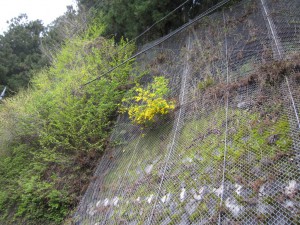 天然水が創られる山々の春