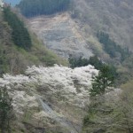 天然水が創られる山々の春