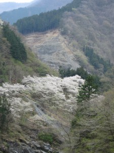 天然水が創られる山々の春