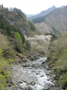 天然水が創られる山々の春