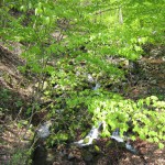 天然水が創られる山々　初夏