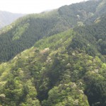 天然水が創られる山々　初夏