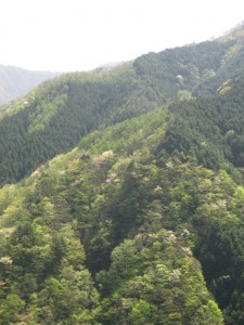 天然水が創られる山々　初夏