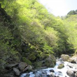 天然水が創られる山々　初夏
