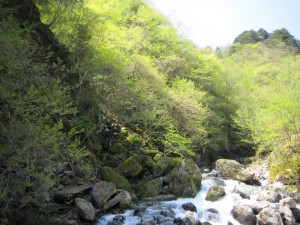 天然水が創られる山々　初夏