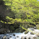 天然水が創られる山々　初夏