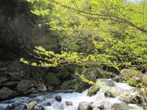 天然水が創られる山々　初夏