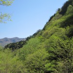 天然水が創られる山々　初夏